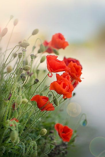 مدل رنگ روغن اورژینال